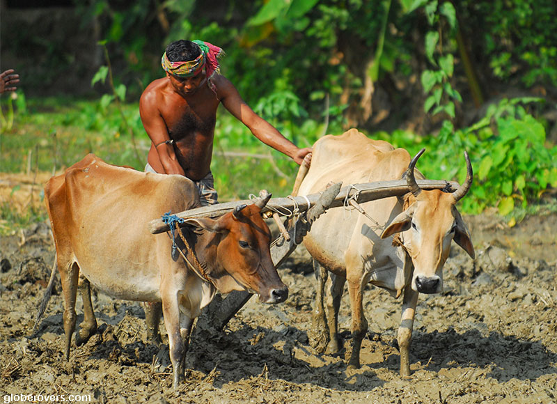 Plough with cows at Mongla, Bangladesh