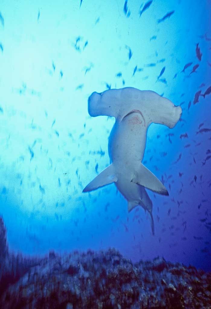 Cocos Islands, Sea Save, Hammerhead Shark