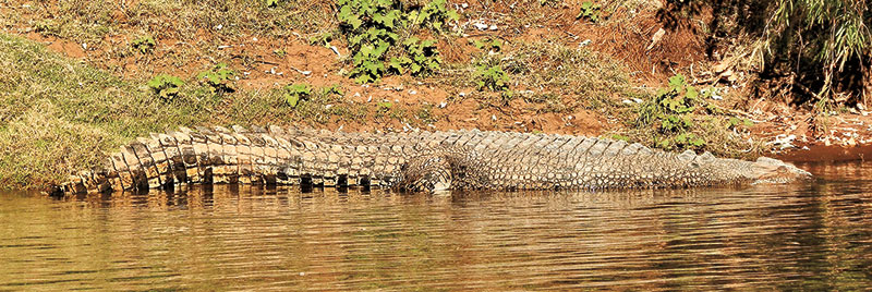 Australia-Pontoon-Loo