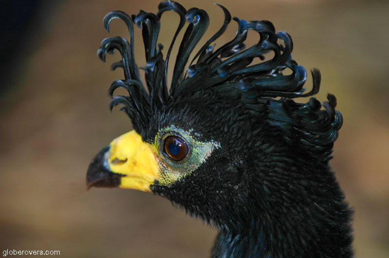 Bare-faced Curassow, Bird Park, Near Iguazu Waterfalls, Brazil