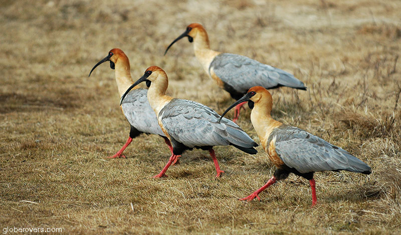 Black-faced Ibis, Tierra del Fuego National Park near Ushuaia, Argentina