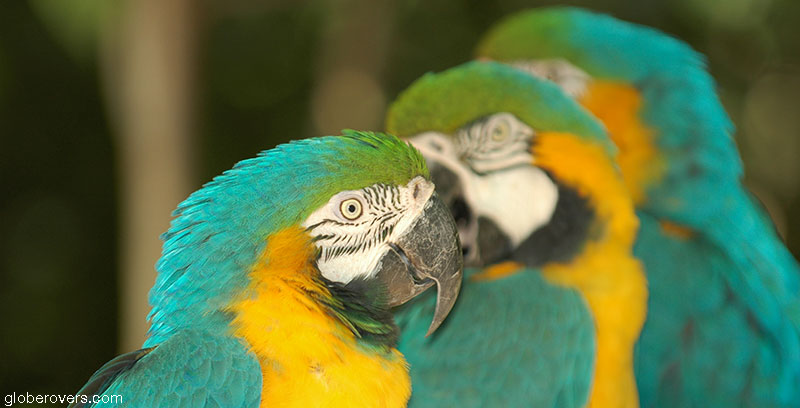 Blue and Gold Macaws, Iguazu Waterfalls, Brazil