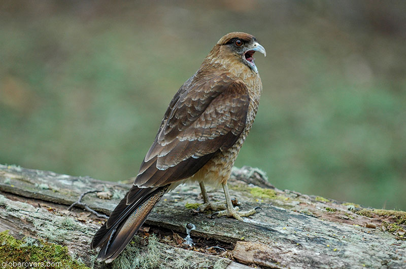 Chimango-Caracara