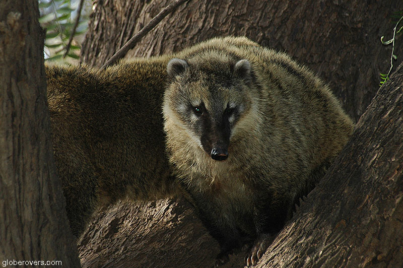 Coati