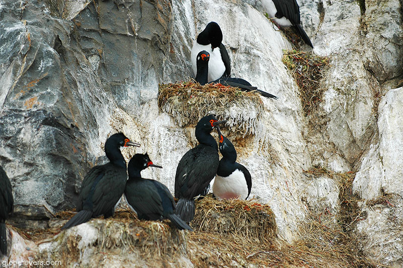 Imperial Cormorant, argentina