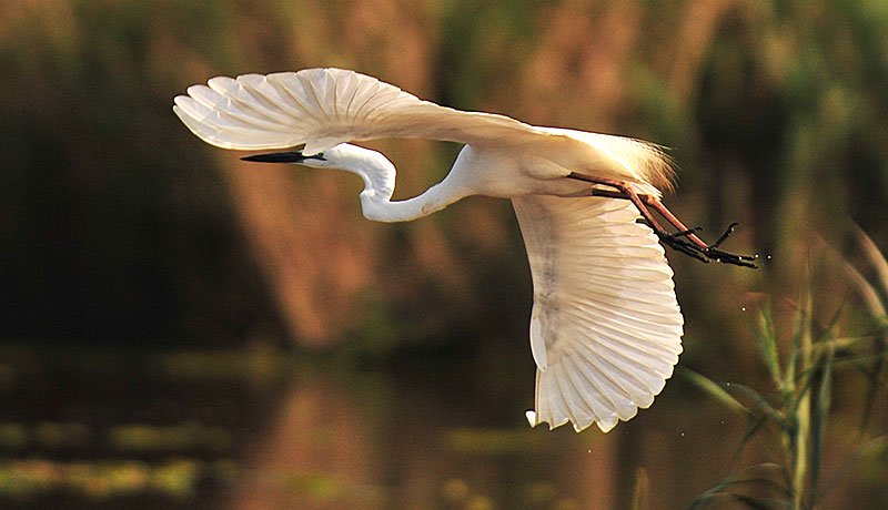 White Egret - Labuk-Bay
