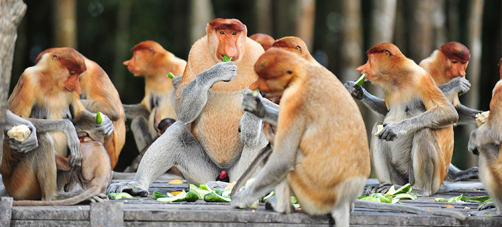 Labuk Bay Proboscis Monkey Sanctuary Borneo-2