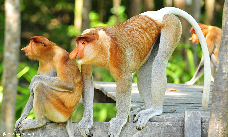 Labuk Bay Proboscis Monkey Sanctuary Borneo-2