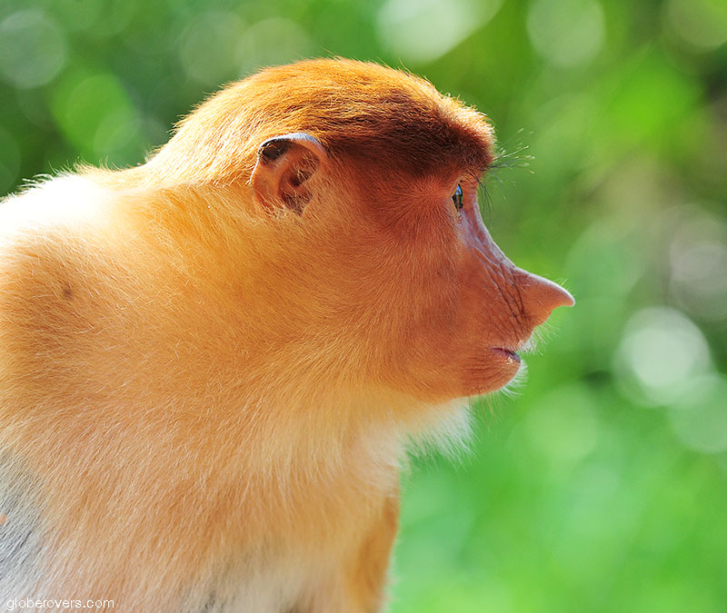 Labuk Bay Proboscis Monkey Sanctuary Borneo