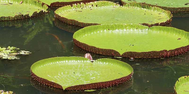 Mauritius-Pamplemousses