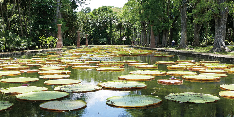 Mauritius - Pamplemousses Botanical Gardens