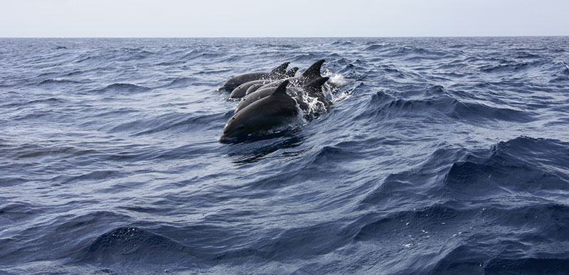 Mauritius, Dolphins
