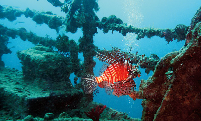 Mauritius - wreck diving