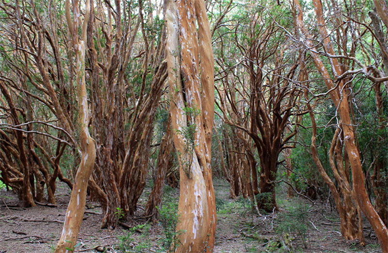Myrtle Forest Bariloche, Argentina