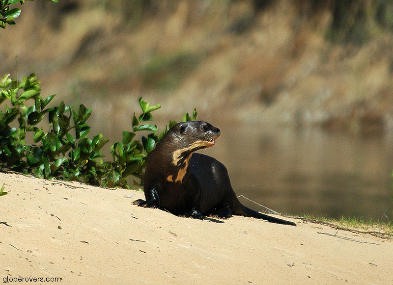 Giant otter, Iberá Wetlands