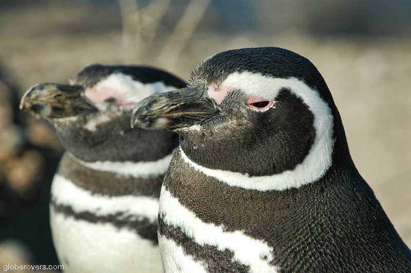 Magellanic Penguins, Punta Tombo, Peninsula Valdez, Argentina