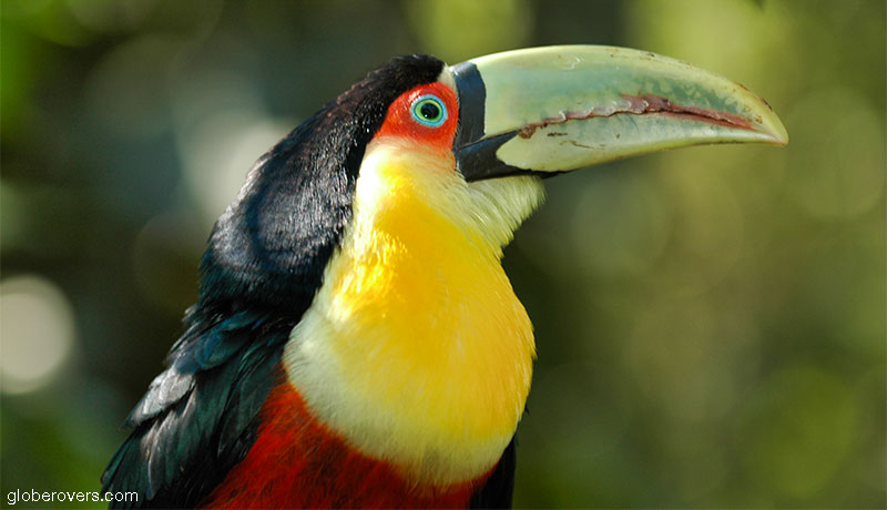 Red Breasted Toucan, Bird Park, Near Iguazu Waterfalls, Brazil