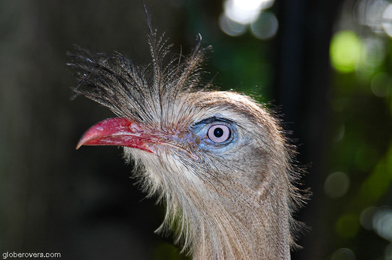 Red Winged Tinamou