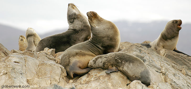 Sea lions on La Isla de Los Lobos, Beagle Channel, Ushuaia, Argentina