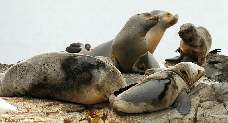 Sea lions on La Isla de Los Lobos, Beagle Channel, Ushuaia, Argentina