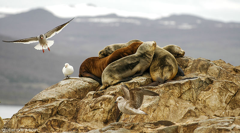 Sea lions on La Isla de Los Lobos, Beagle Channel, Ushuaia, Argentina