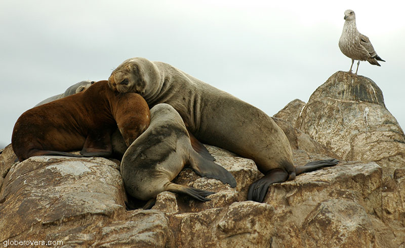 Sea lions on La Isla de Los Lobos, Beagle Channel, Ushuaia, Argentina