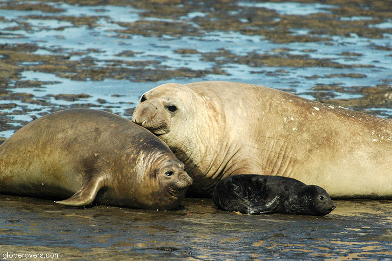 Southern Elephant Seals, Peninsula Valdez, Argentina