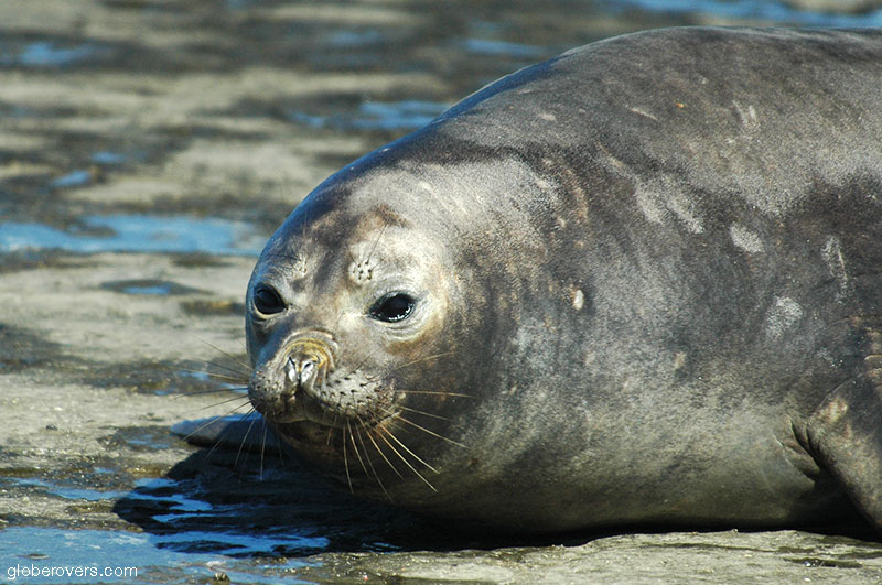 Southern Elephant Seals, Peninsula Valdez, Argentina