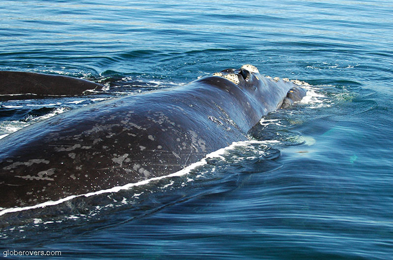 Southern Right Whale, Golfo Nuevo, Peninsula Valdez, Argentina