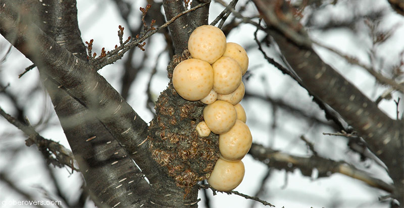 Darwin's fungus (Cyttaria darwinii) an edible mushroom commonly