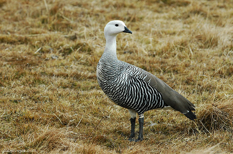 Upland Goose, Tierra del Fuego National Park near Ushuaia, Argentina