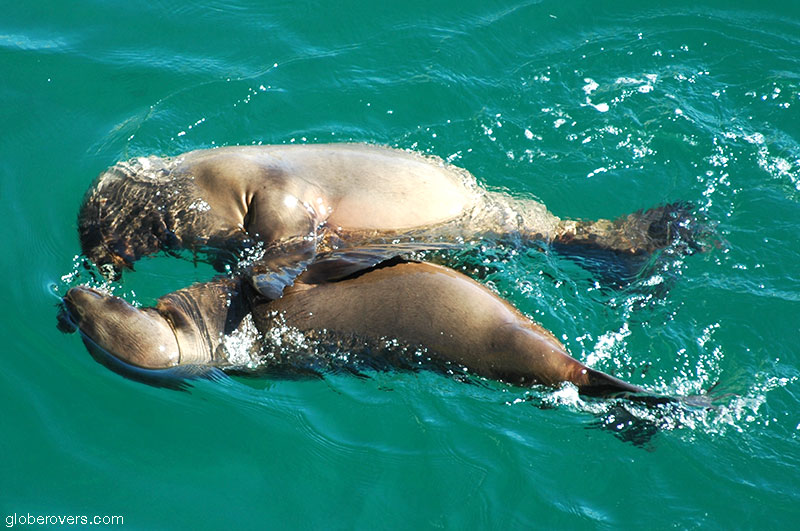 Punta Piramide sea-lion rookery, Peninsula Valdez, Argentina