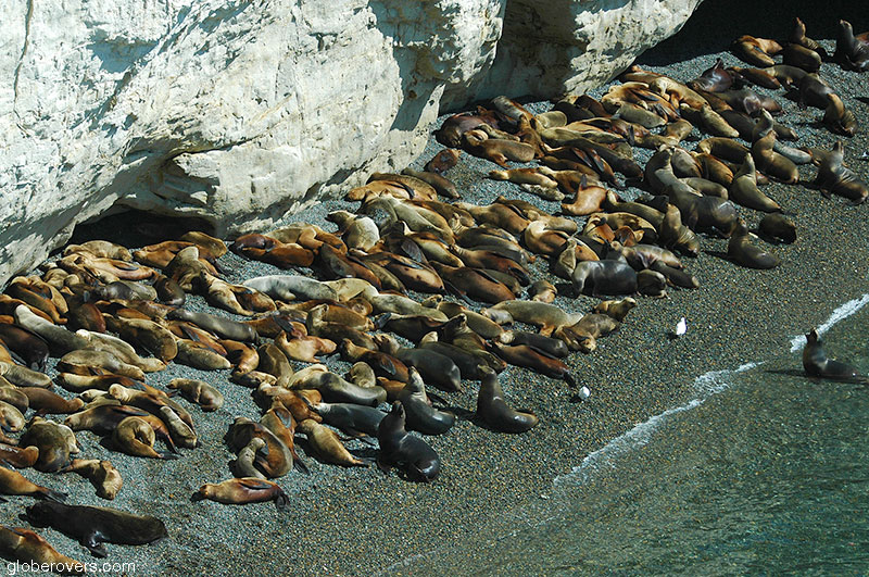 Punta Piramide sea-lion rookery, Peninsula Valdez, Argentina