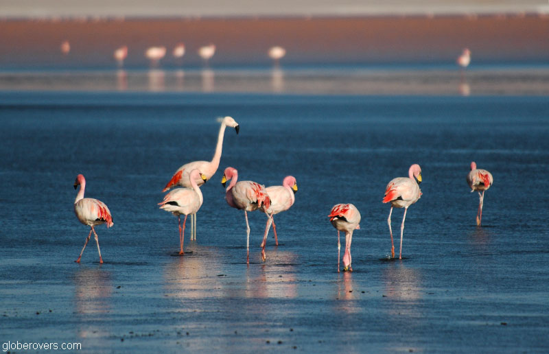 Andean Flamingoes, Laguna Colorado