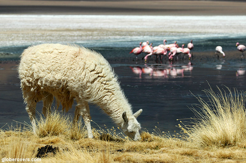 Llamas and Flamingoes, Laguna Colorado, Southern Bolivia