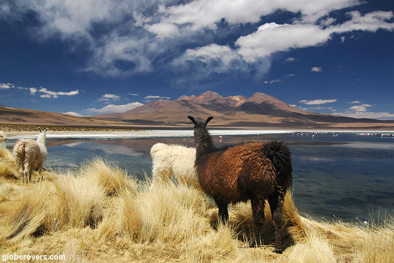 Llamas and Flamingoes, Laguna Colorado, Southern Bolivia