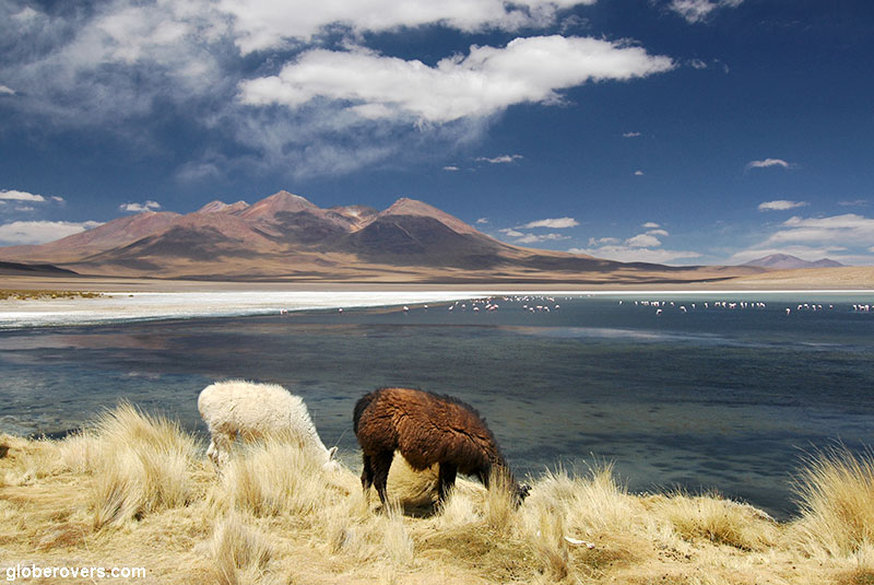 Llamas and Flamingoes, Laguna Colorado, Southern Bolivia