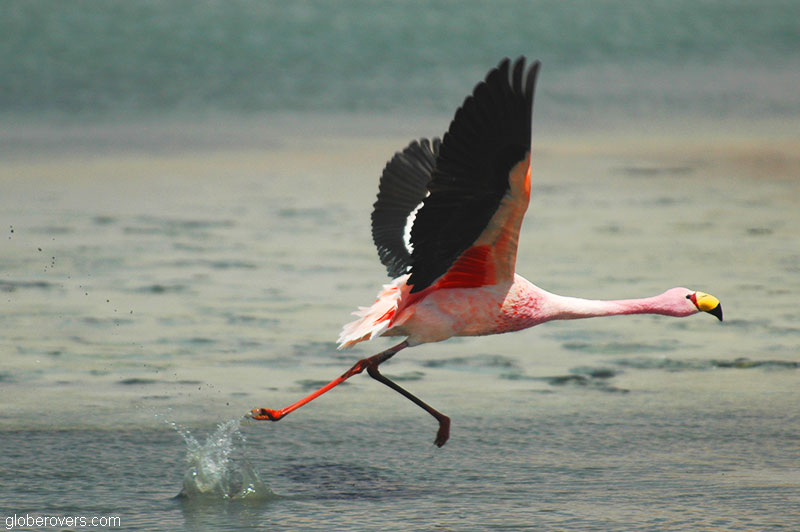 Flamingoes on Salar de Uyuni