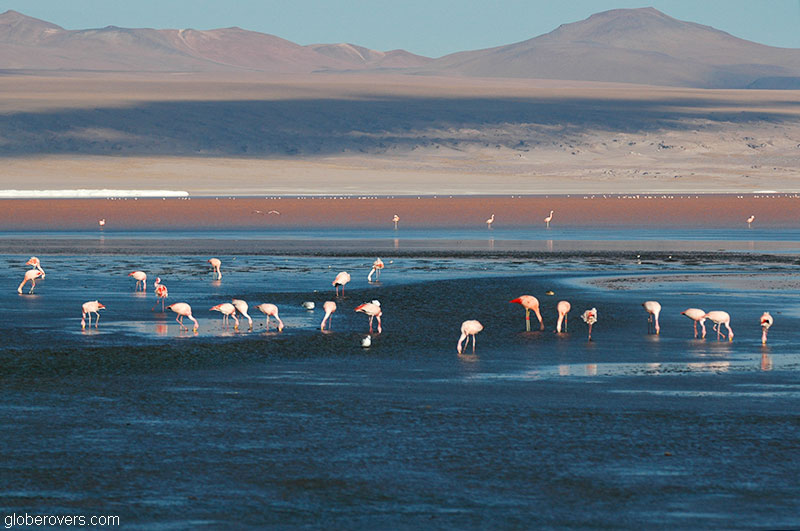 Andean Flamingoes, Laguna Colorado, Southern Bolivia