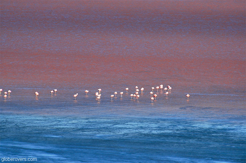 Flamingoes on Laguna Colorado, Southern Bolivia