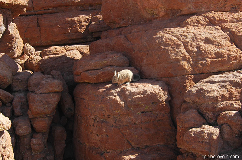 Bolivia-Viscacha-Salar-de-Uyuni