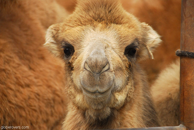 Sunday Market, Kashgar, Xinjiang, China