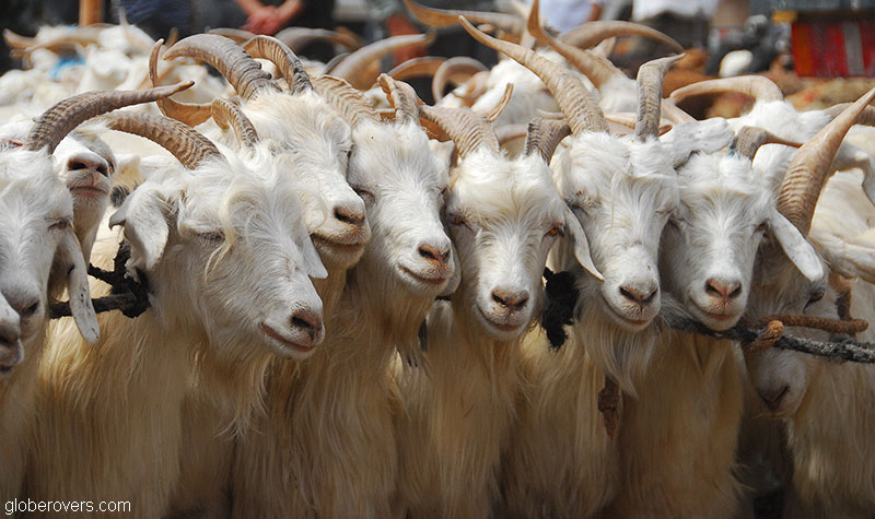 Sunday Market, Kashgar, Xinjiang, China