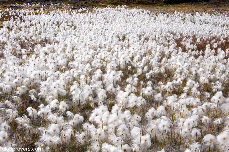 Arctic cottongrass, Kulusuk, Greenland