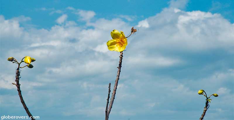 Flowers, Volcan Conception, Ometepe Island, Lake Nicaragua, Nicaragua