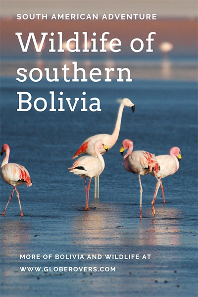 Bolivia Wildlife