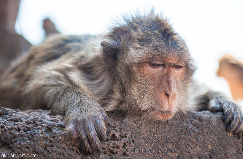 Thailand's Annual Monkey Buffet