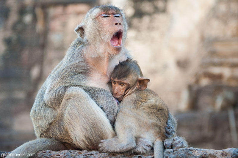 Thailand's Annual Monkey Buffet