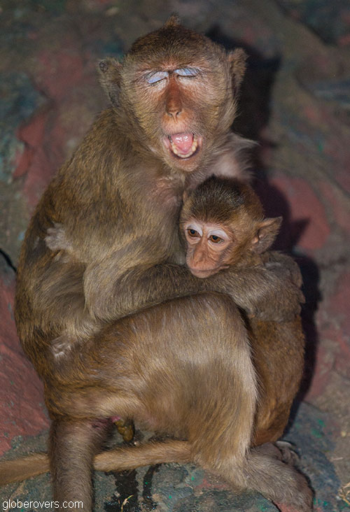 Thailand's Annual Monkey Buffet
