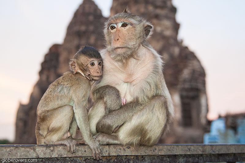 Thailand's Annual Monkey Buffet